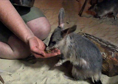 Radio Australia: Easter Bilbies